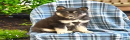 Pomsky dogs for sale: Tusk - Ad 1