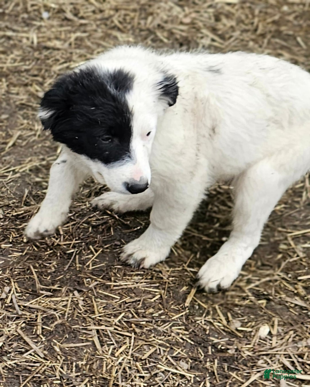 Border Collie dogs for sale: Divvy - Ad 16