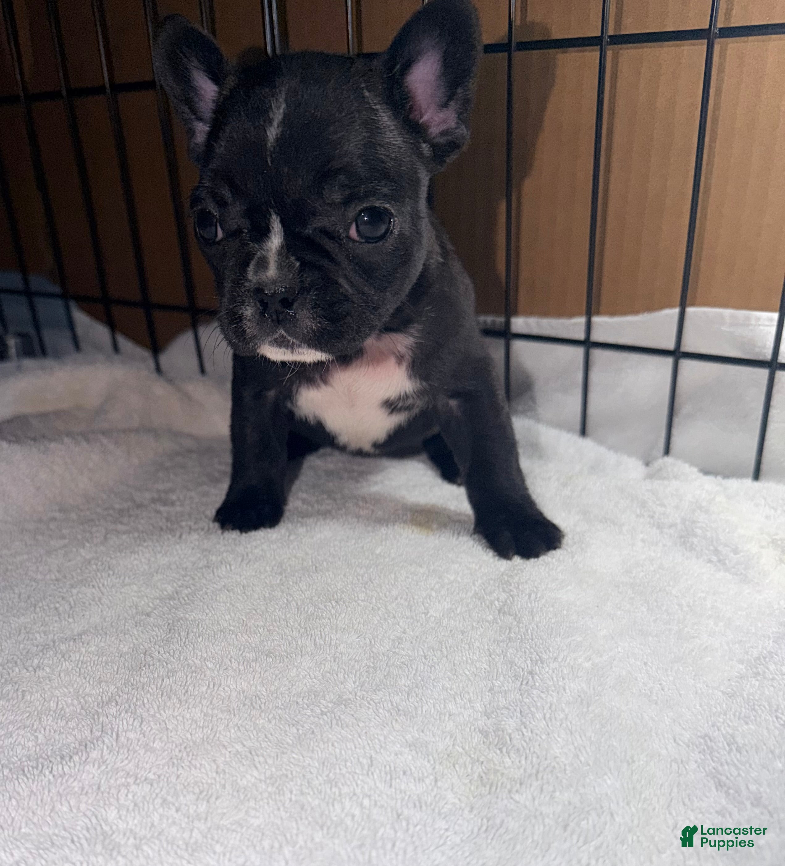 French Bulldog dogs Skunky Girl - Ad 2