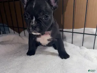 French Bulldog dogs Skunky Girl - Ad 2