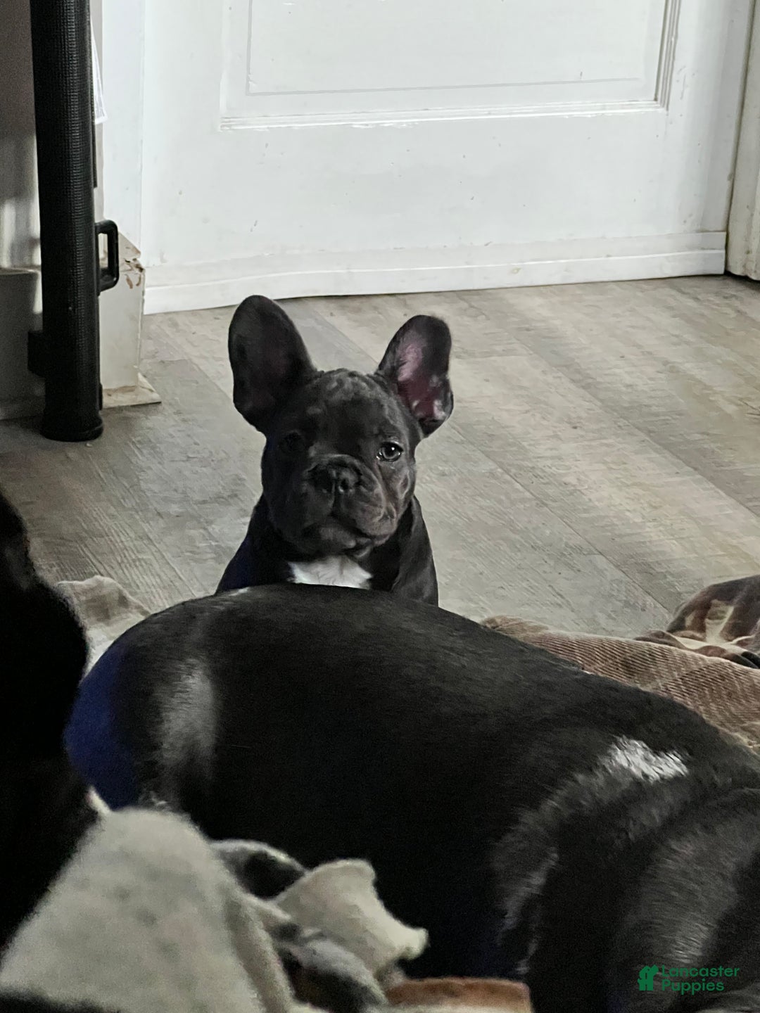French Bulldog dogs for sale: MISO - Ad 3