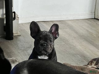 French Bulldog dogs MISO - Ad 5