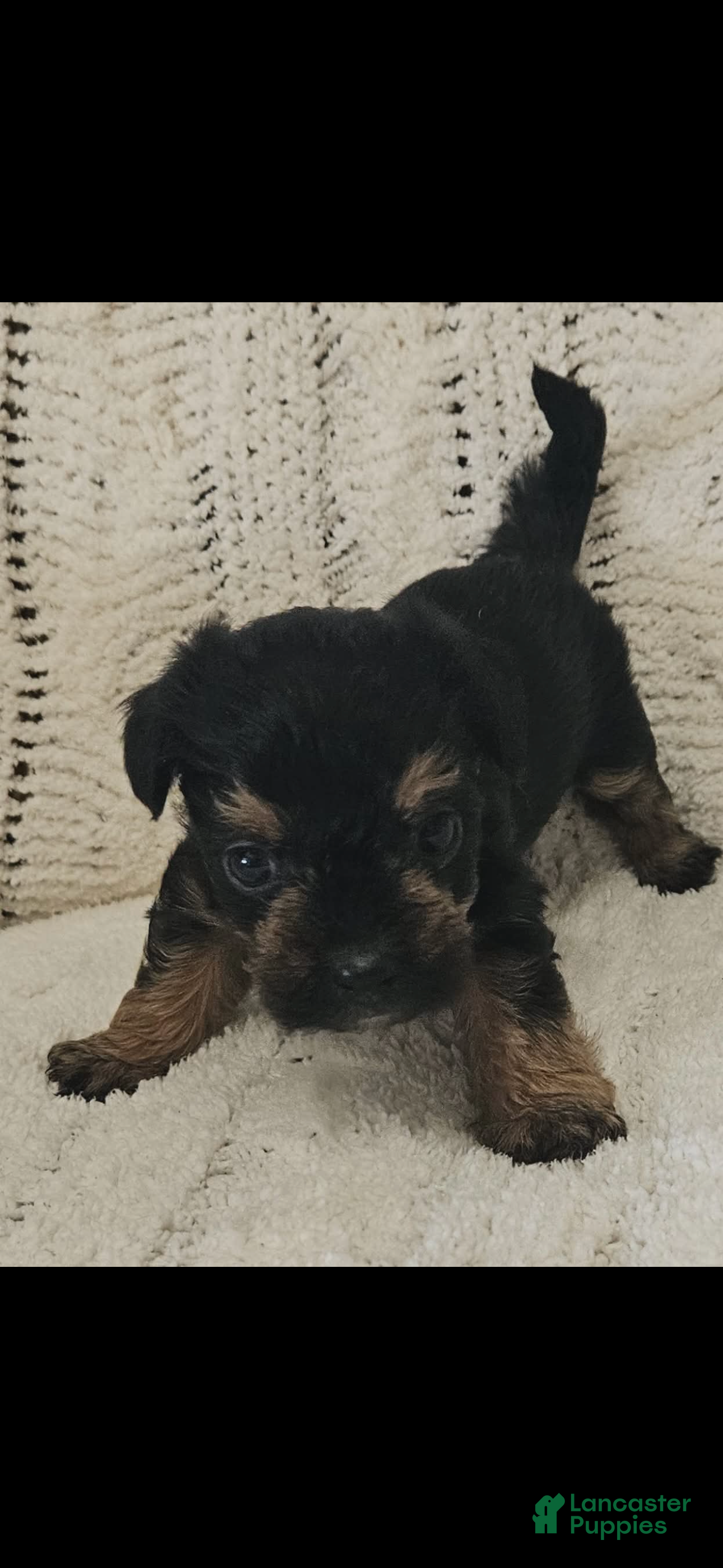 Mixed Breed dogs for sale: Mixed Breed 3 - Ad 2