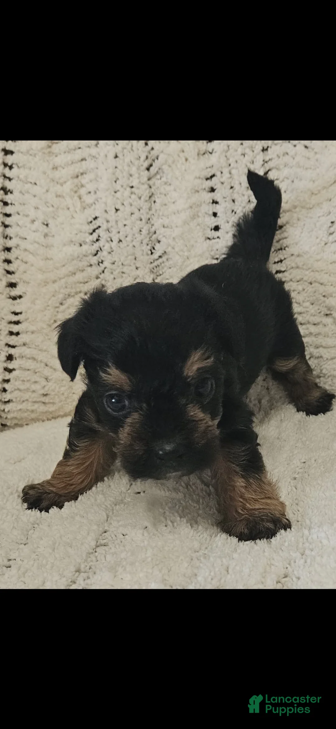 Mixed Breed dogs for sale: Mixed Breed 3 - Ad 1
