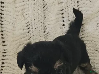 Mixed Breed dogs Mixed Breed 3 - Ad 7
