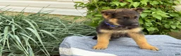 German Shepherd dogs for sale: Gibbs - Ad 12