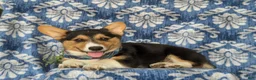 Welsh Corgi Pembroke dogs for sale: Gaspar - Ad 4
