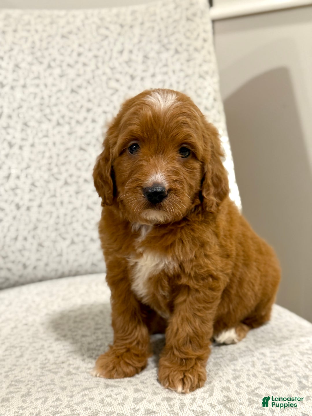 Goldendoodle dogs for sale: Penny - Ad 7