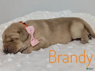 Labrador Retriever dogs Brandy - Ad 35