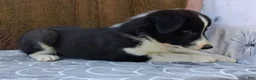 Australian Shepherd dogs for sale: Australian Shepherd 1 - Ad 4