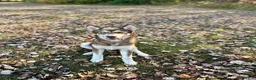 Gerberian Shepsky dogs for sale: Gerberian Shepsky 3 - Ad 6