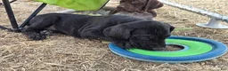German Shorthaired Pointer dogs for sale: Mini You - Ad 2