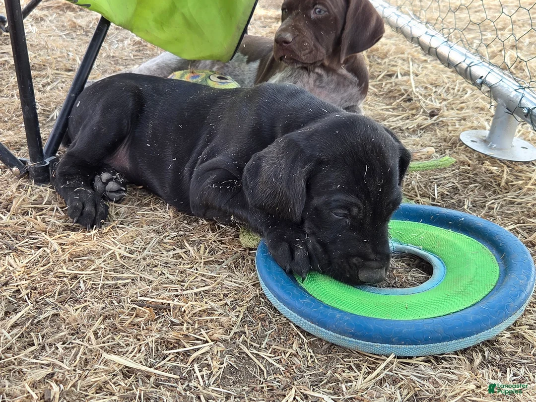 German Shorthaired Pointer dogs for sale: Mini You - Ad 2