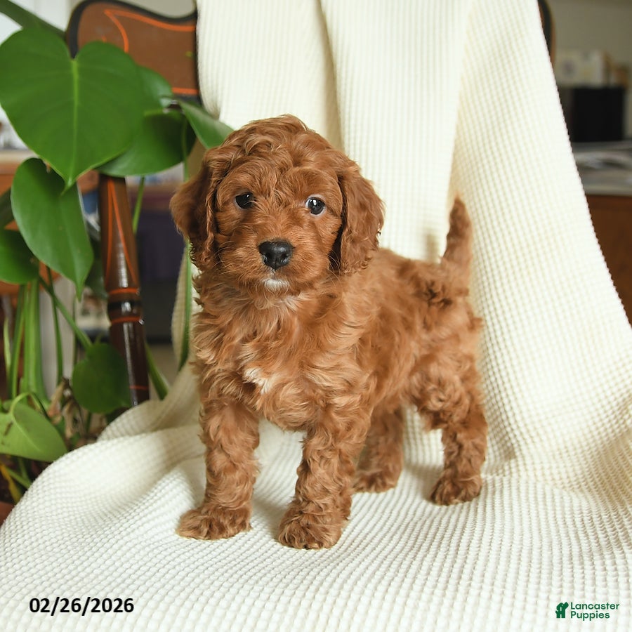 Cockapoo dogs Remy - Ad 2
