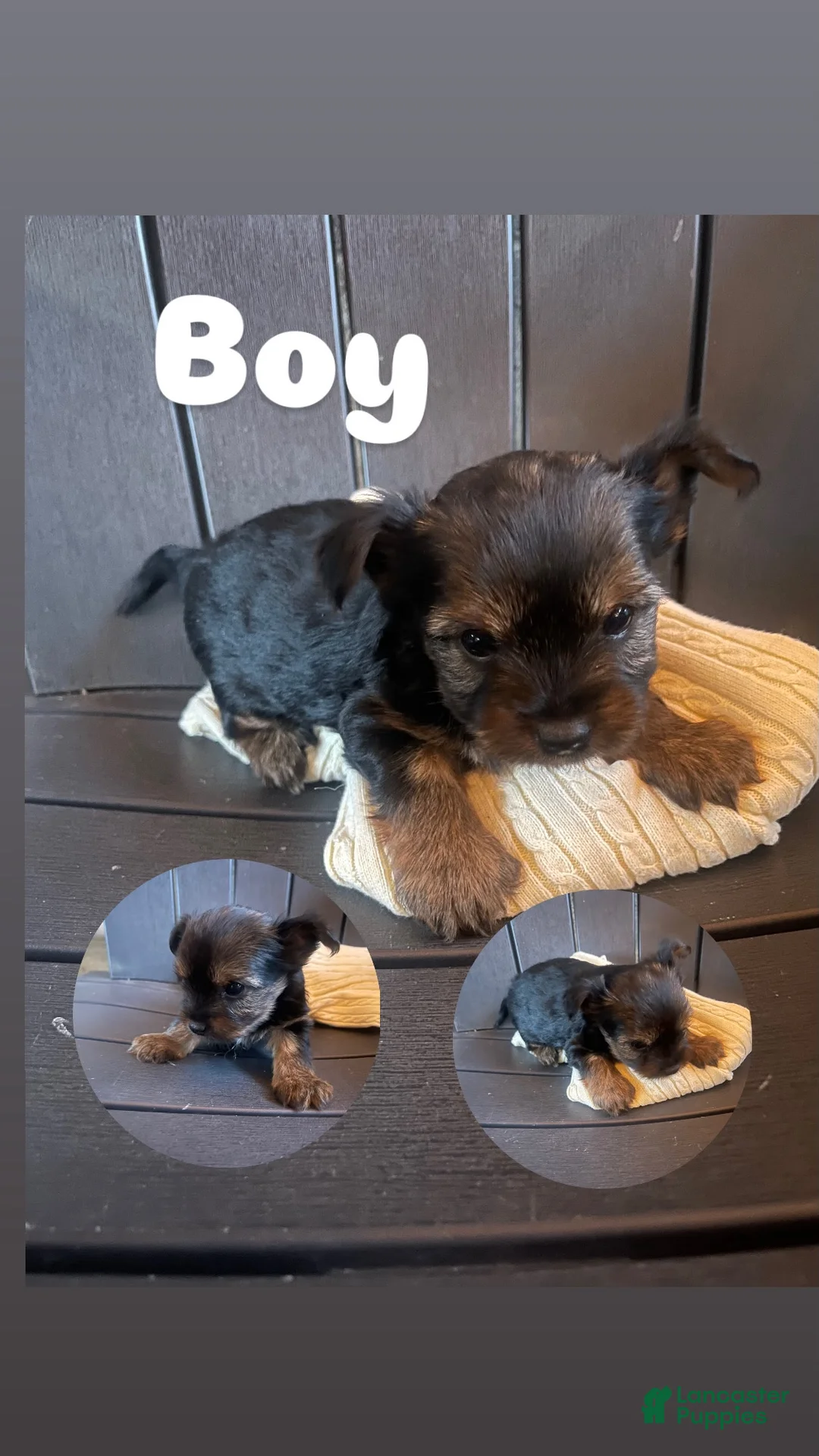 Yorkshire Terrier dogs for sale: Yorkshire Terrier 2 - Ad 1