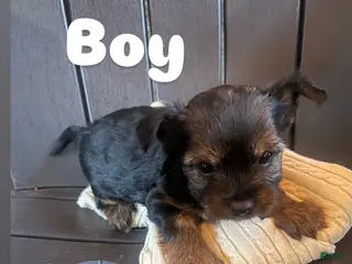 Yorkshire Terrier dogs for sale: Yorkshire Terrier 2 - Ad 3