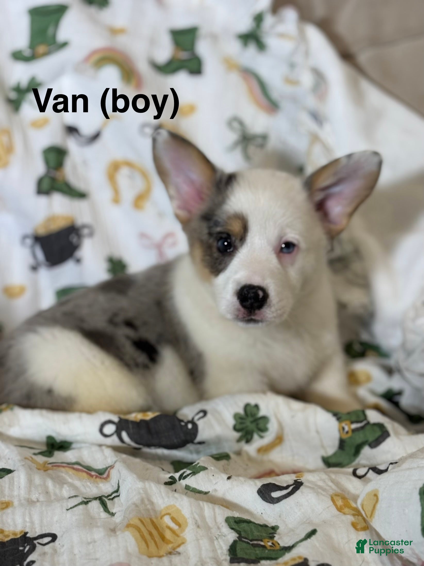 American Corgi dogs Van - Ad 17