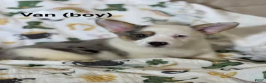 Van