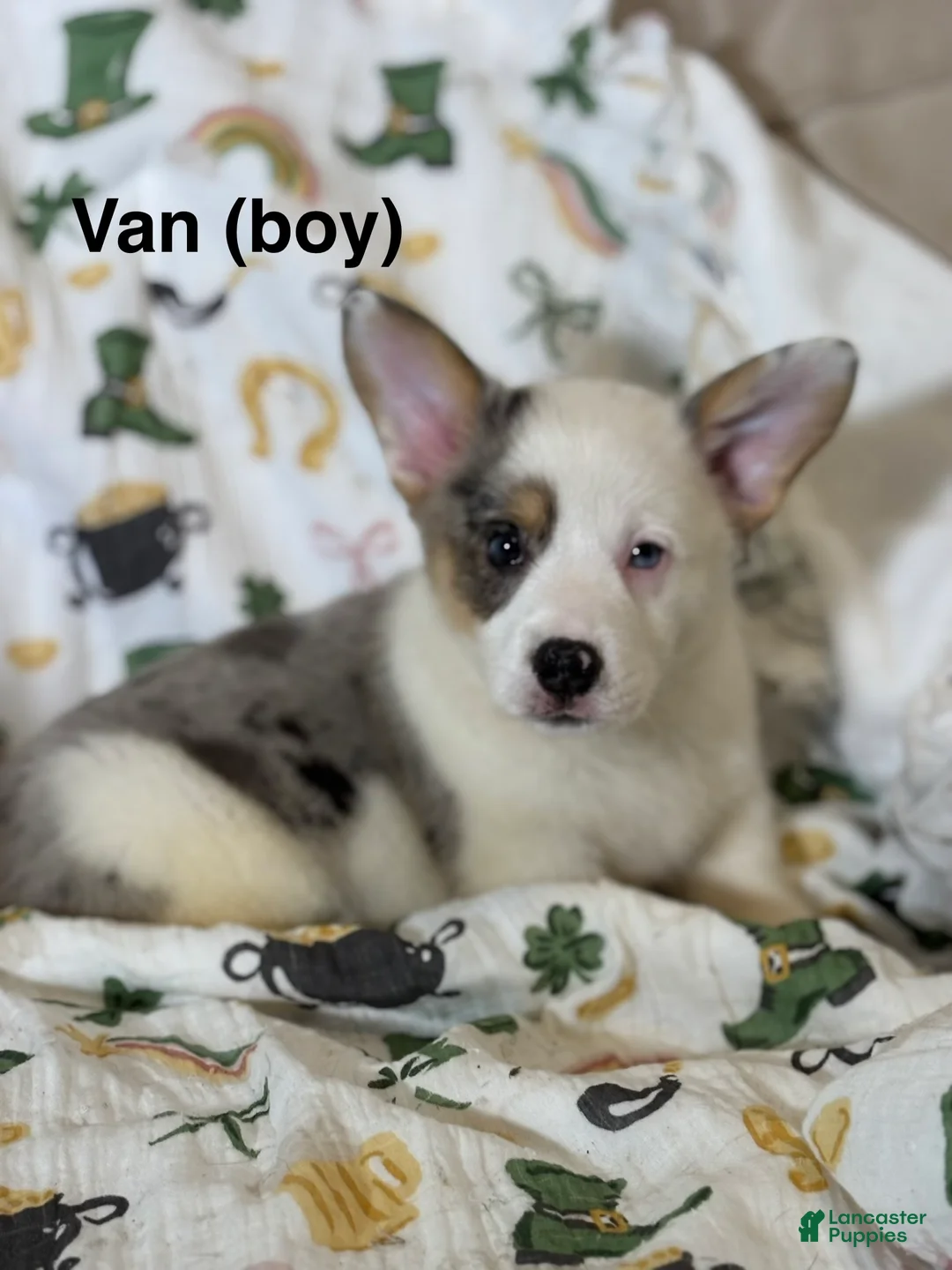 American Corgi dogs for sale: Van - Ad 1