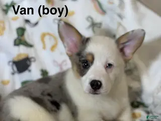 American Corgi dogs Van - Ad 17