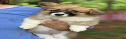 Welsh Corgi Pembroke dogs for sale: Fluffy Girl - Ad 4