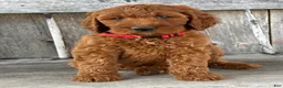 Irish Doodle dogs for sale: Brooklyn - Ad 12