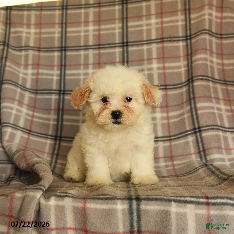 Mixed Breed dogs Una  - Ad 1