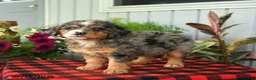Mini Bernedoodle dogs for sale: Rain - Ad 4