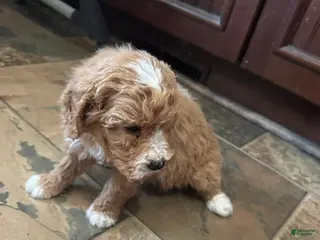 Bernedoodle dogs mini Bernedoodle Puppy 7 - brown - Ad 22