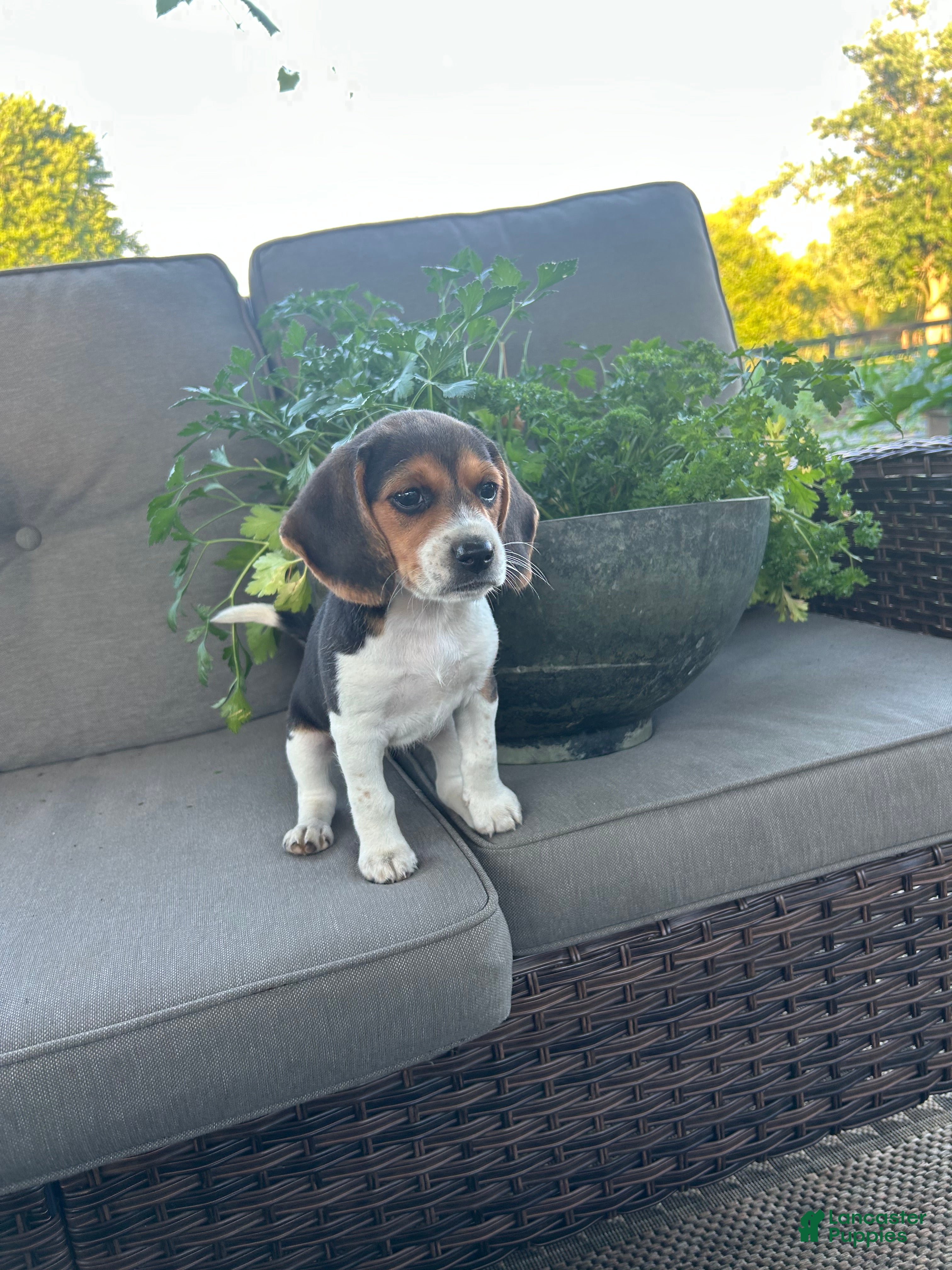 Beagle dogs Cascade - Ad 1