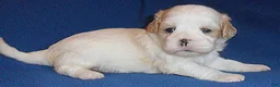 Shihpoo dogs for sale: Ripley - Ad 3
