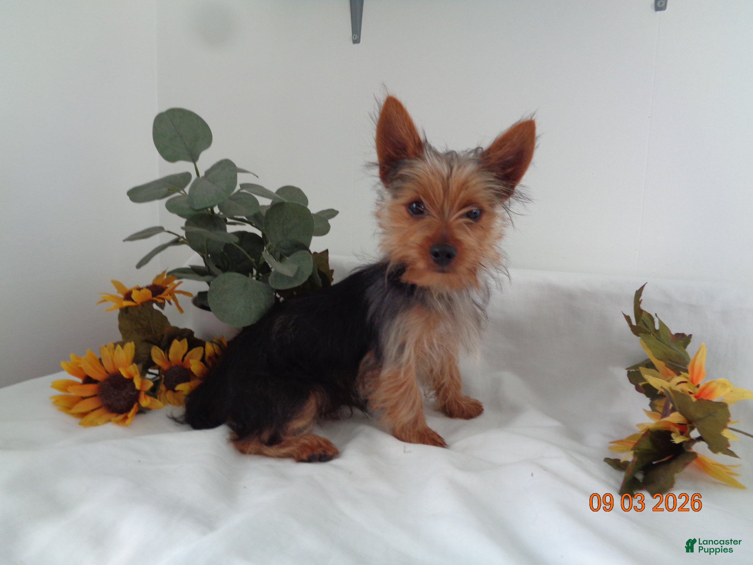 Yorkshire Terrier dogs Rex - Ad 1