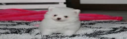 Pomeranian dogs for sale: Bianca  - Ad 6