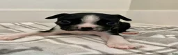 Boston Terrier dogs for sale: Boston Terrier Female 3 Puppy - Ad 3
