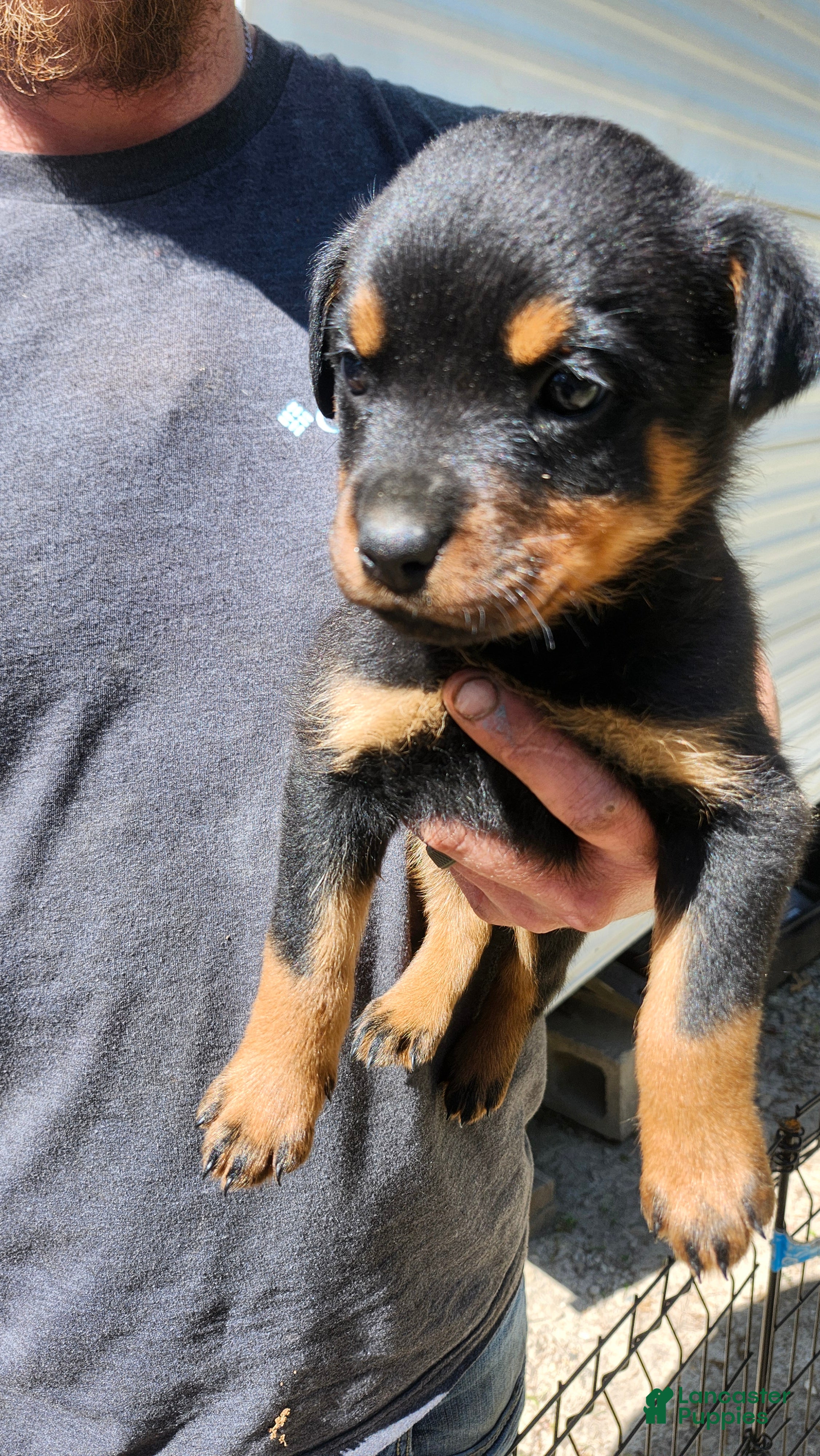 Rottweiler dogs Rottweiler Puppy 1 - Ad 7