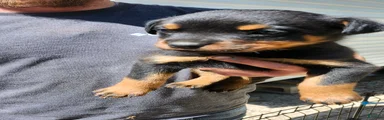 Rottweiler Puppy 1