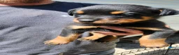 Rottweiler dogs for sale: Rottweiler Puppy 1 - Ad 1