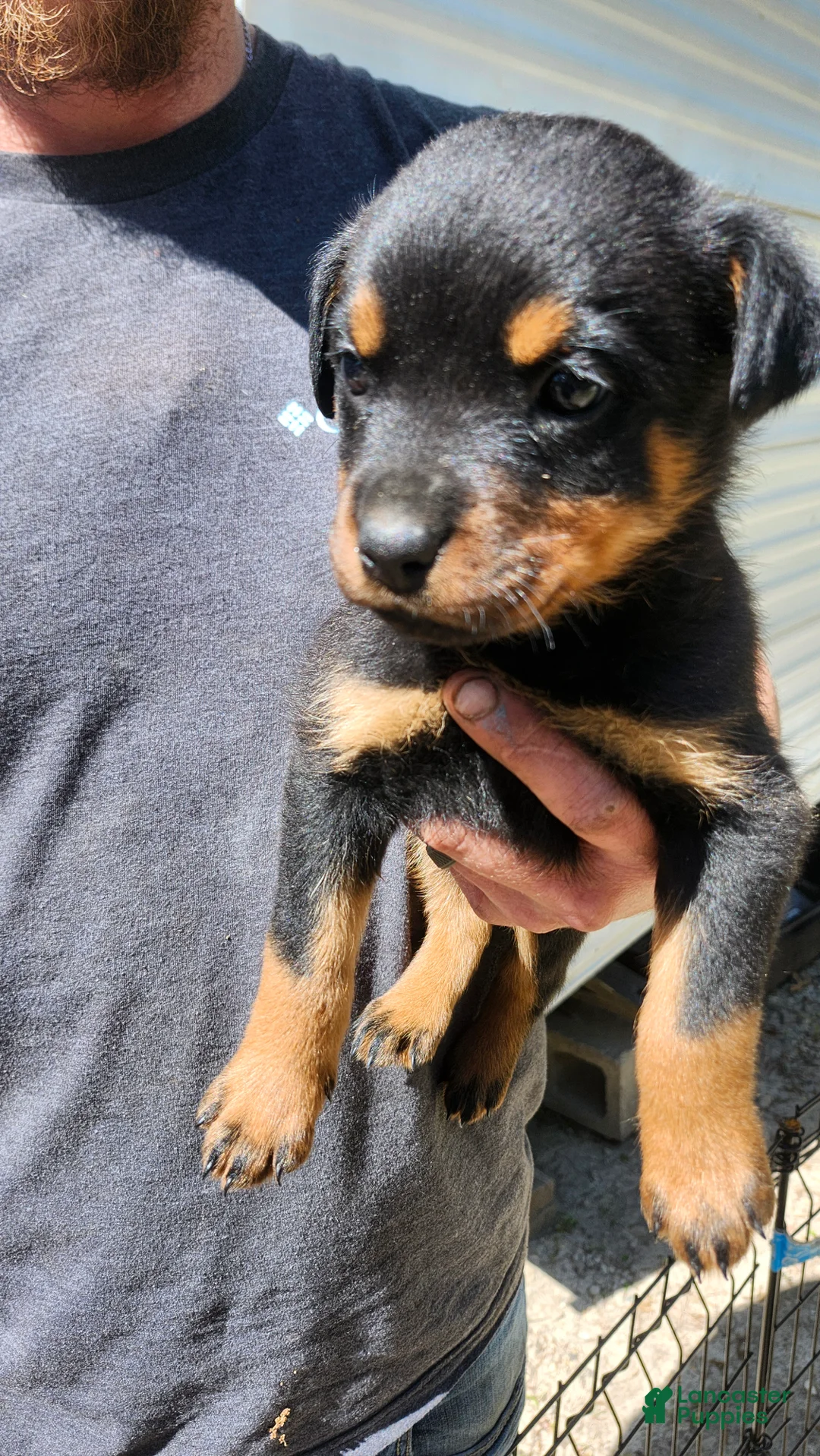 Rottweiler dogs for sale: Rottweiler Puppy 1 - Ad 1