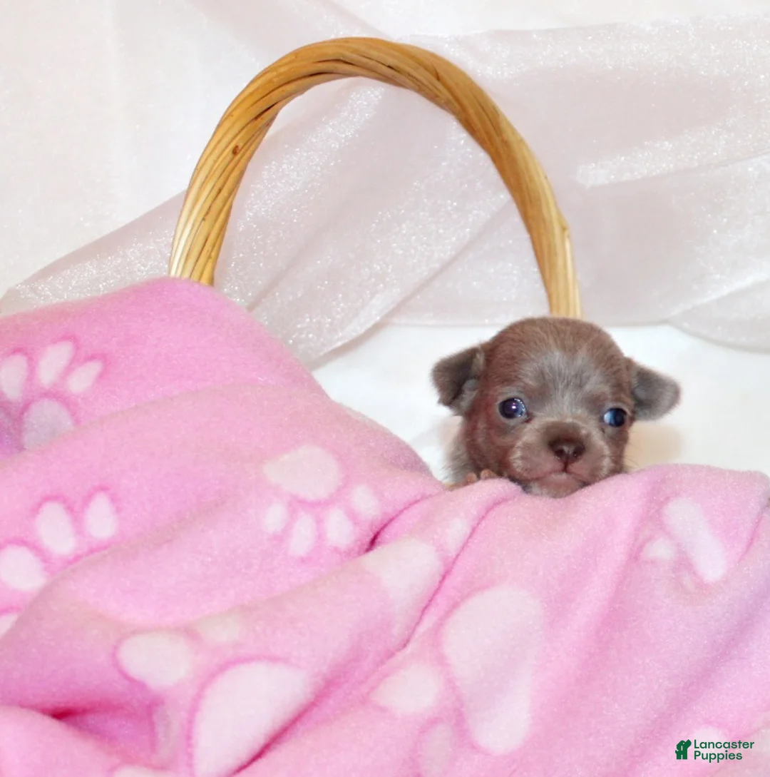 Chihuahua dogs for sale: Rebel - Ad 3