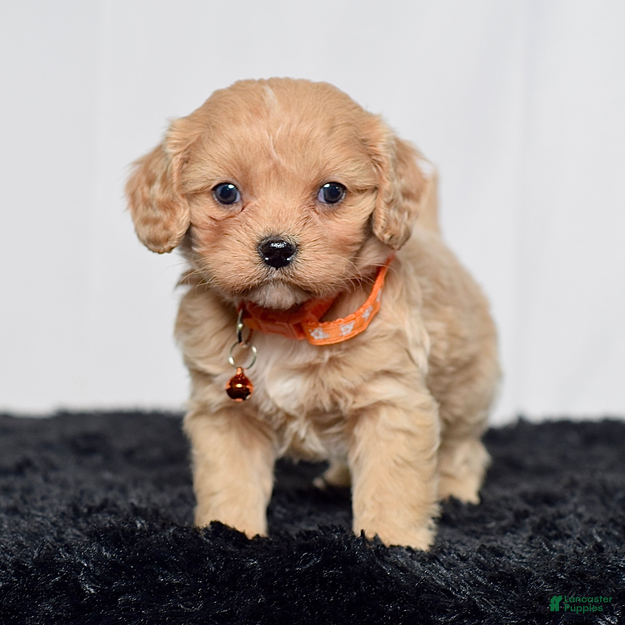 Cavapoo dogs Mr. Danny - Ad 1
