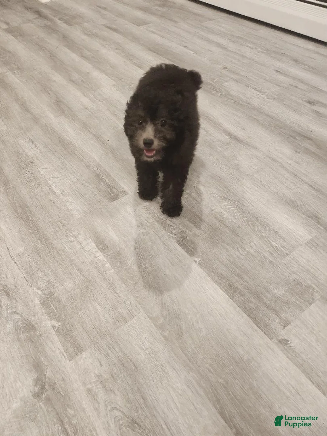 Toy Poodle dogs for sale: Leah - Ad 2