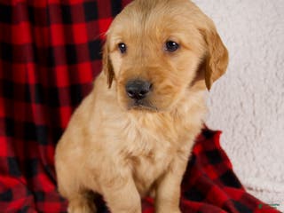 Golden Retriever dogs Toby - Ad 3