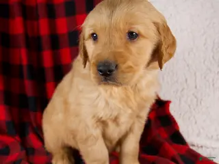 Golden Retriever dogs Toby - Ad 20