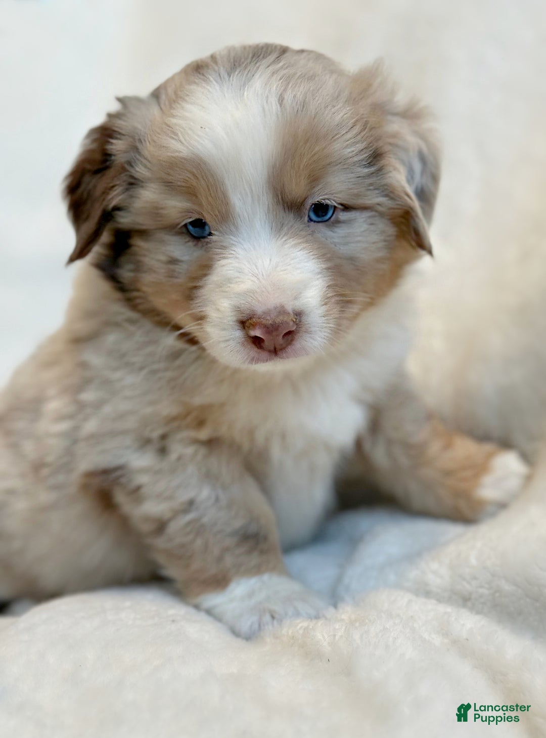 Miniature Australian Shepherd dogs for sale: Banks - Ad 3