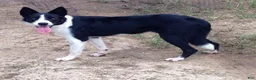 Border Collie dogs for sale: Border Collie 2 - Ad 4