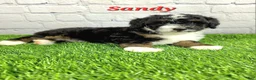 Mini Bernedoodle dogs for sale: Sandy - Ad 6