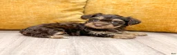 Yorkiepoo dogs for sale: Cookie - Ad 3