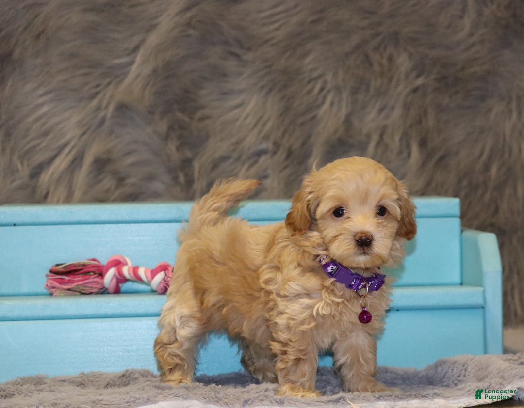 Havapoo dogs for sale: Angie👨‍👨‍👦‍👦💞🐕Miniature - Ad 2