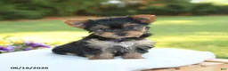 Yorkshire Terrier dogs for sale: Darcy - Ad 4