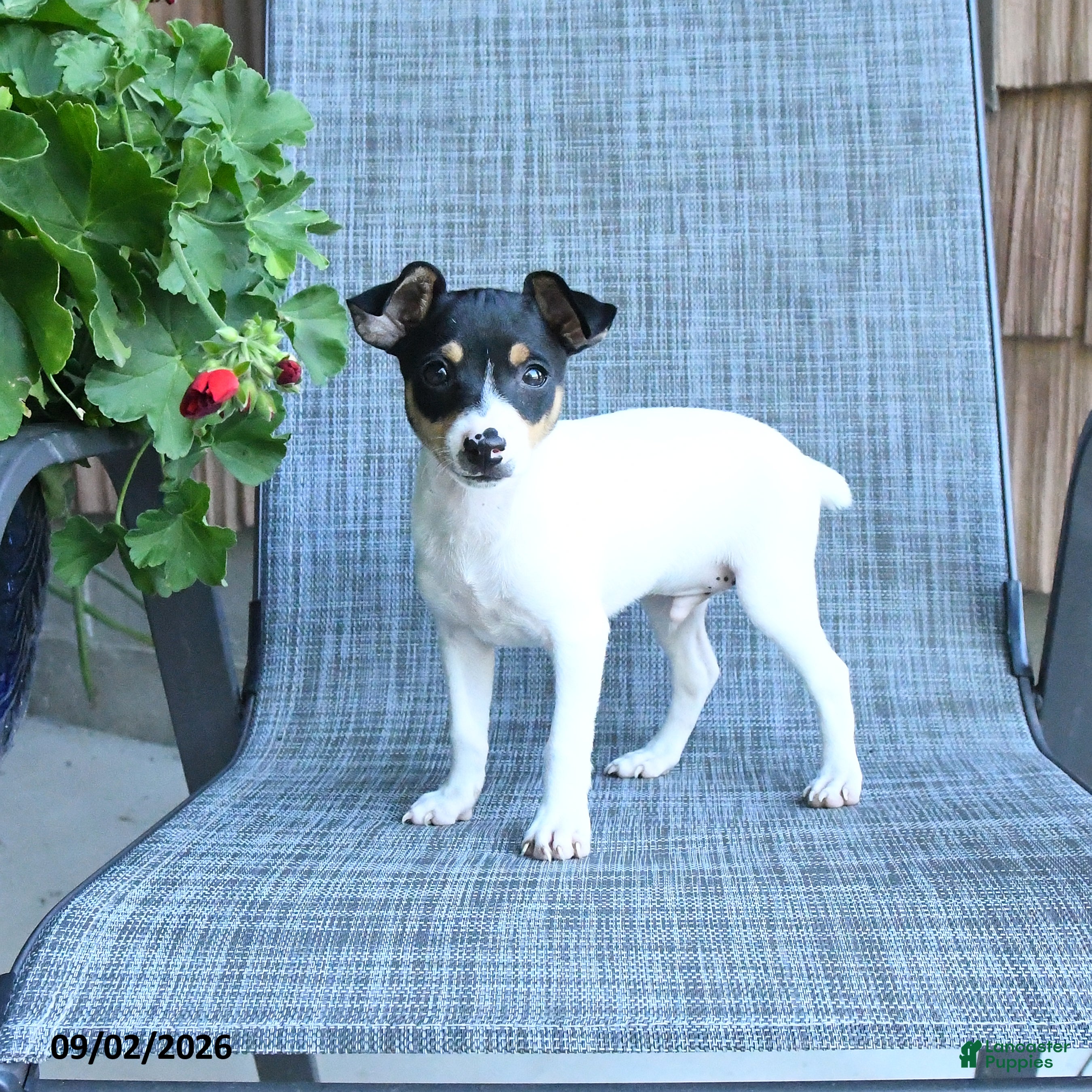 Toy Fox Terrier dogs Garth - Ad 2